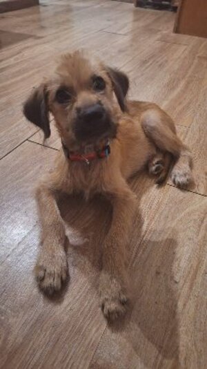 Adopter Rocky
