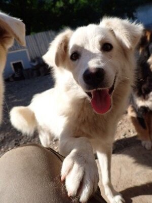 Adopter Rodri