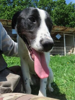 Adopter Rolly