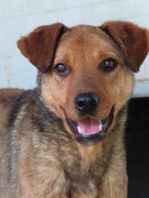 Adopter Roméo