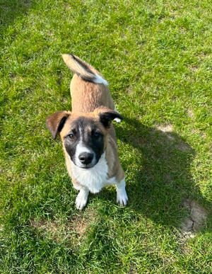 Adopter Roméo