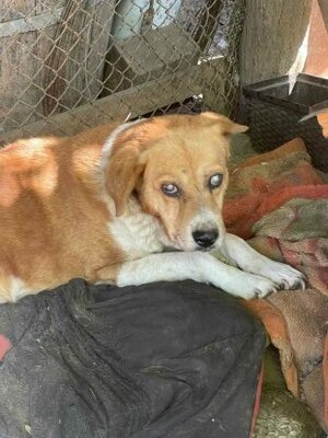 Adopter Roméo2