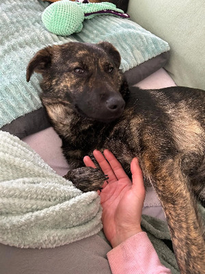 Adopter Romie