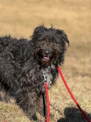 Adopter Rona