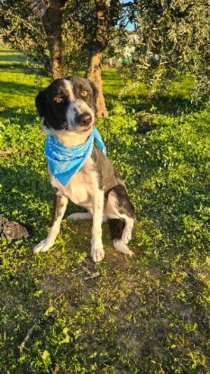 Adopter Rony