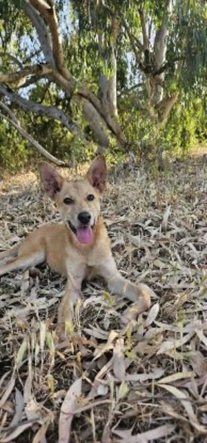 Adopter Rosa