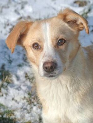 Adopter Rosalie