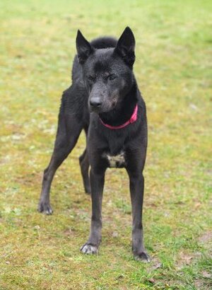 Adopter Rosco
