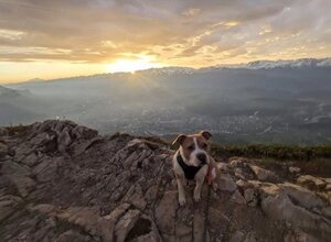 Adopter Rosy