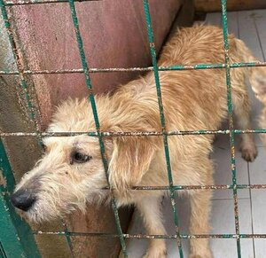 Adopter Roucky