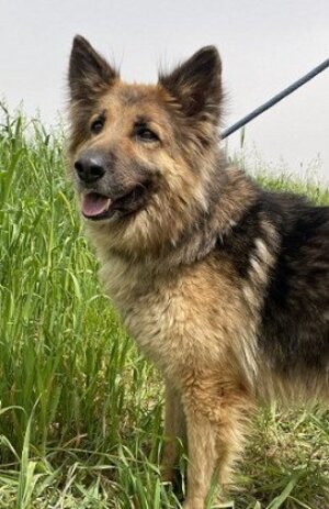 Adopter Roxane