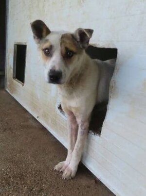 Adopter Roxine