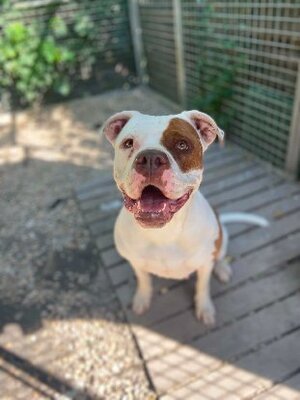 Adopter Roxy