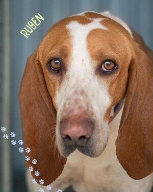 Adopter Ruben