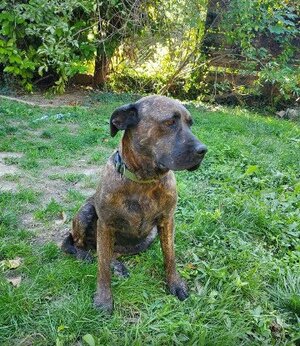 Adopter Ruby