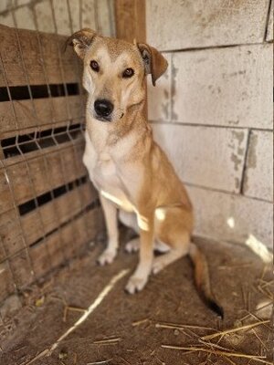 Adopter Rudik