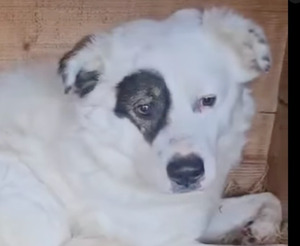 Adopter Rufus