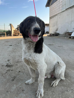 Adopter Rupert