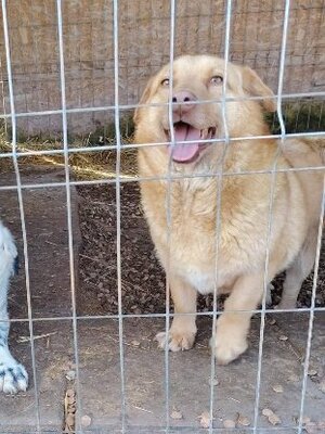 Adopter Ryo