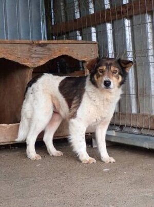 Adopter Sadjy