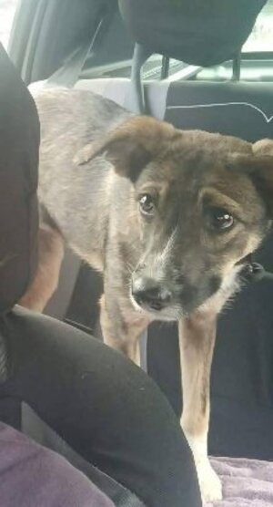 Adopter Saïka