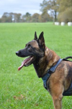 Adopter Sako