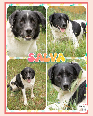 Adopter Salva