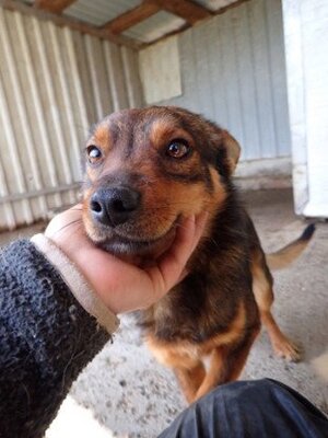 Adopter Sami