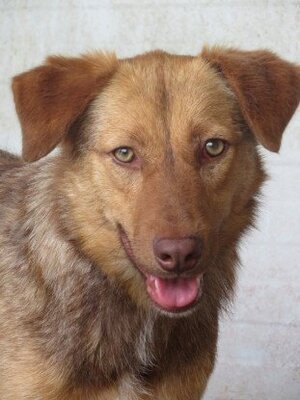 Adopter Samm