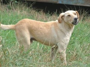 Adopter Sammy