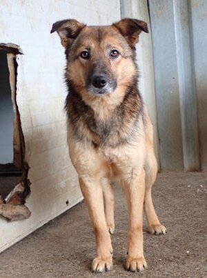Adopter Samsara