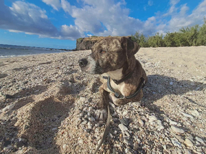 Adopter Samson