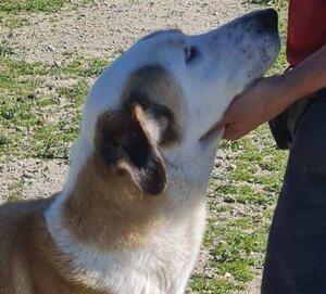 Adopter Samson urgence
