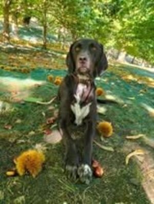 Adopter Samy
