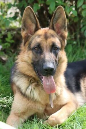Adopter Sancho