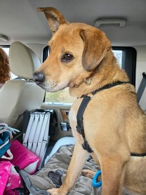 Adopter Sand