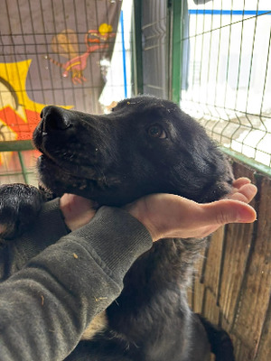 Adopter Sansa
