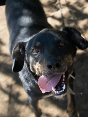 Adopter Santi