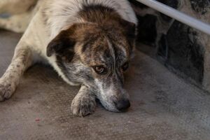Adopter Sara
