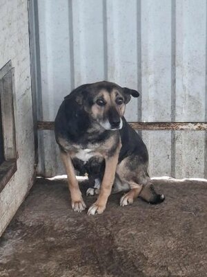 Adopter Sarabi