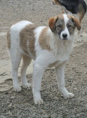 Adopter Saruta