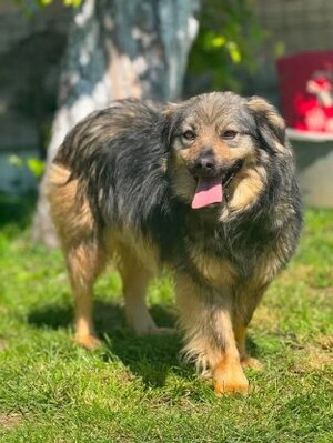 Adopter Sauge
