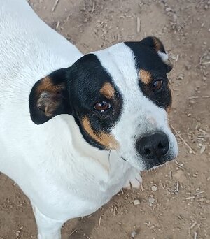 Adopter Saxo