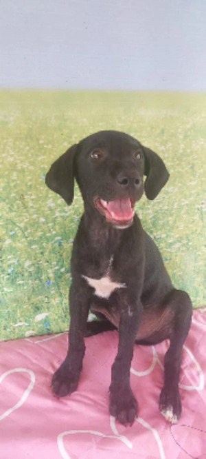 Adopter Scooby