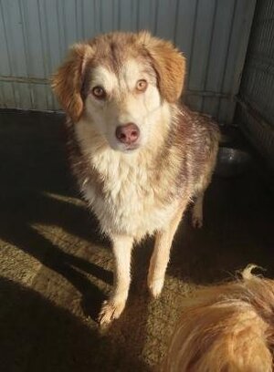 Adopter Selina