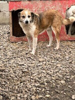 Adopter Selmer