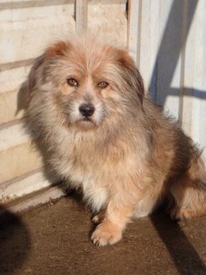 Adopter Senator