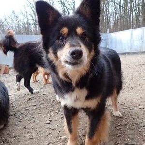 Adopter Sencha