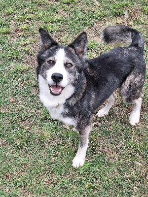 Adopter Shadow