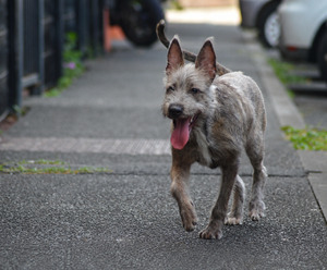 Adopter Shaggy